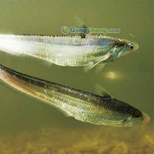 長(zhǎng)江刀魚批發(fā)首選，劉興水產(chǎn)專注高品質(zhì)農(nóng)副產(chǎn)品供應(yīng)